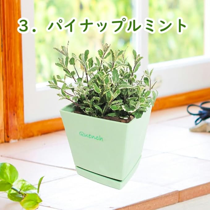 Amazon Co Jp 植え替え不要 選べる鉢色 ハーブ植え込み苗 パイナップルミント 鉢色 グリーン ５号スクエア鉢 鉢皿つき 肥料つき クッキングハーブ キッチンハーブ インテリア プレゼント ギフト ホーム キッチン