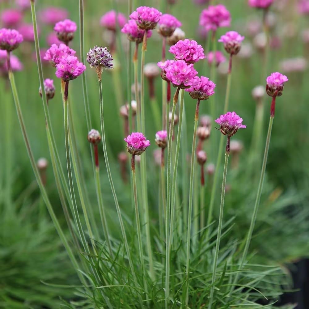 Plant Theory 9cm Pot Armeria Maritima Splendens Pink Seathrift Alpines Perennial