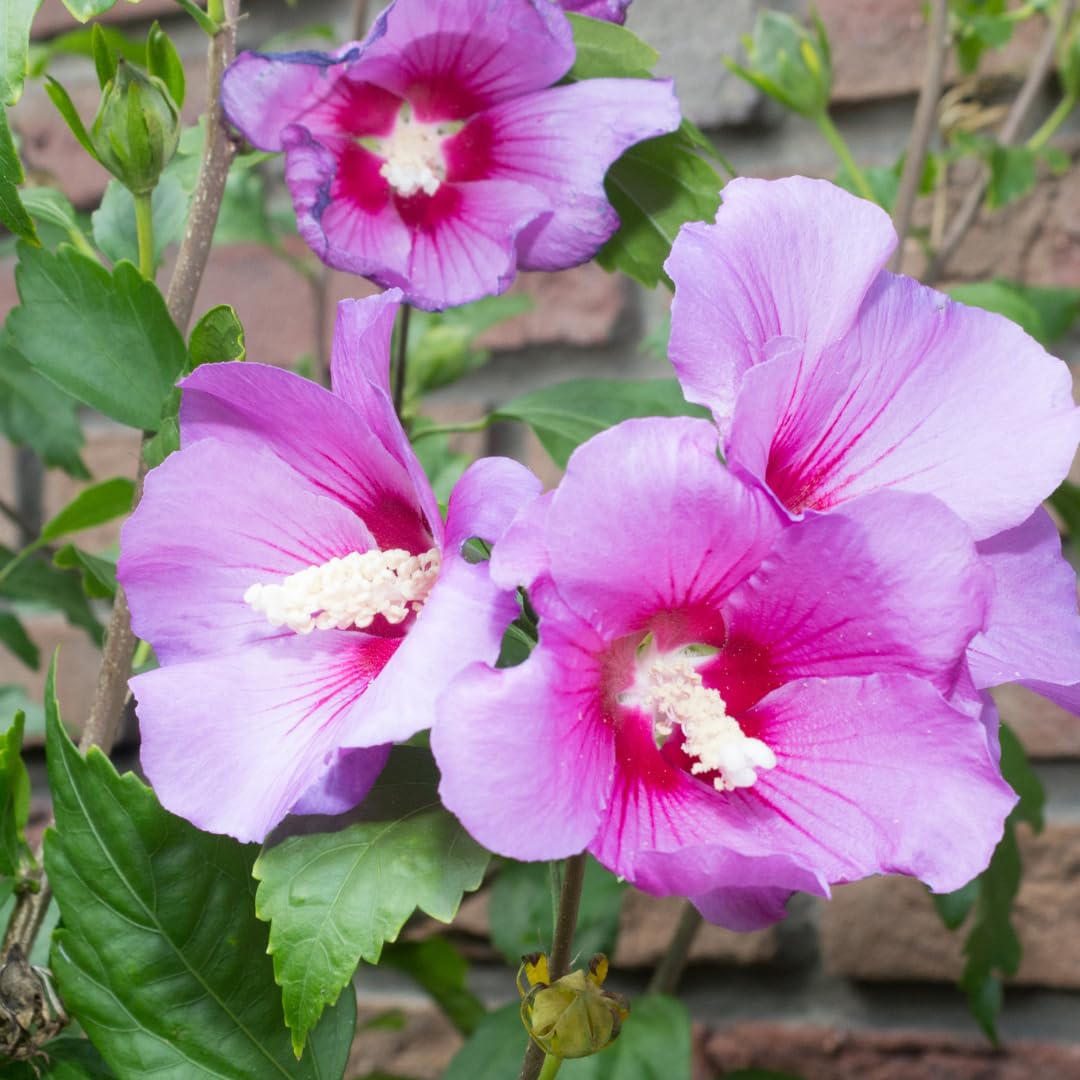 Hibiscus Syriacus rose topf 24 cm