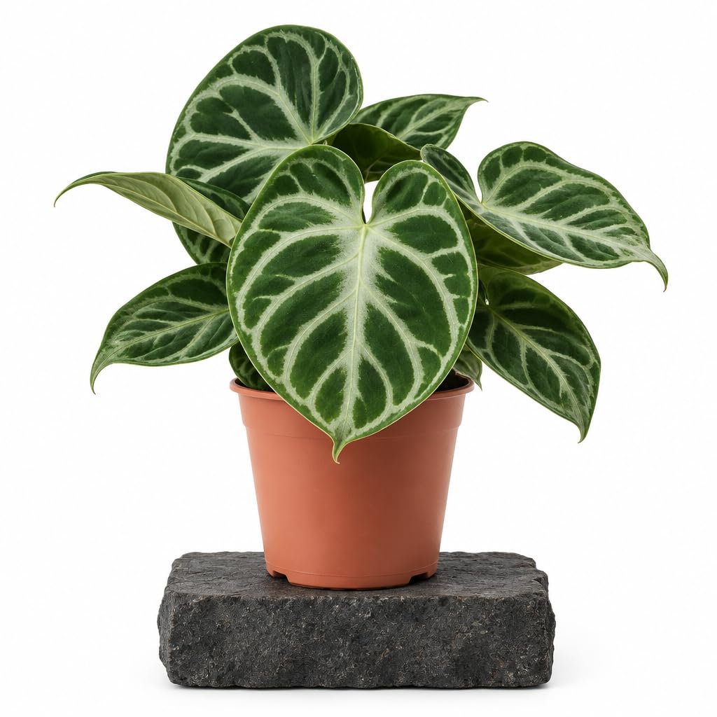 Planta Natural Flor Anturio Silver Blush Ø 12 cm DECOALIVE