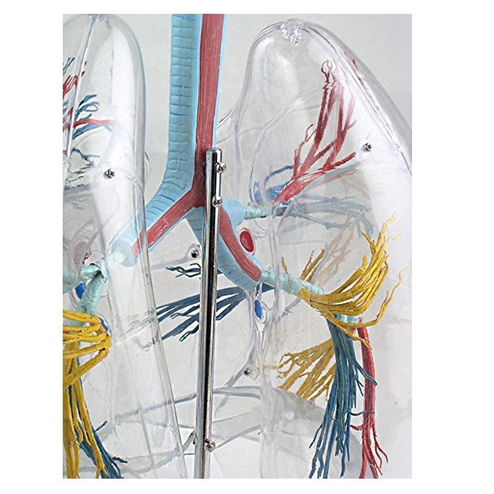 Corazón Modelo Anatómico, Modelo Cardiopulmonar, Cuerpo Humano Transparente, Anatomía Broncopulmonar, Respiración Quirúrgica Torácica