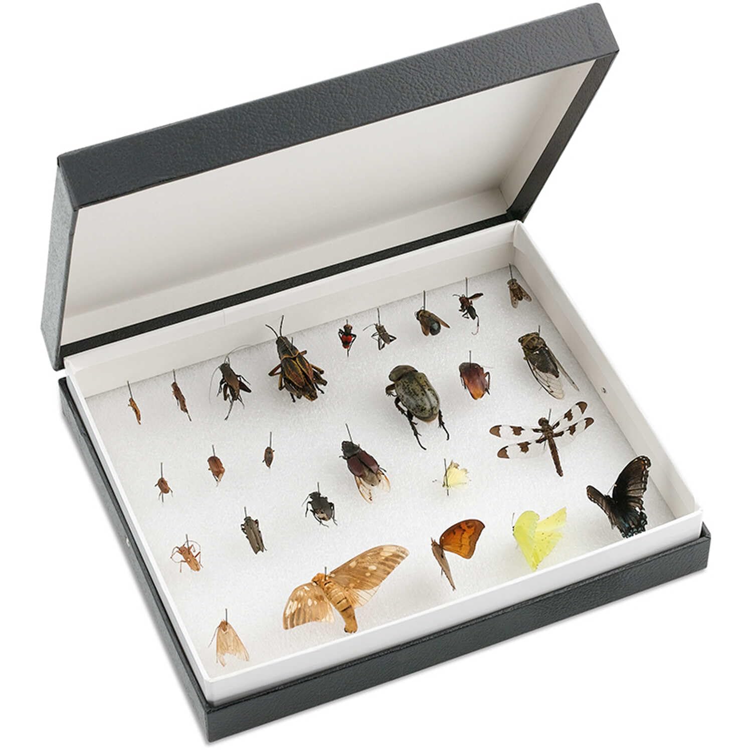 Forestry Suppliers Standard Insect Box, 11-11/16 x 9-11/16 x 1-1/8 in Interior — Foam Lined Display Case with Overlapping Lid for Mounted Specimens