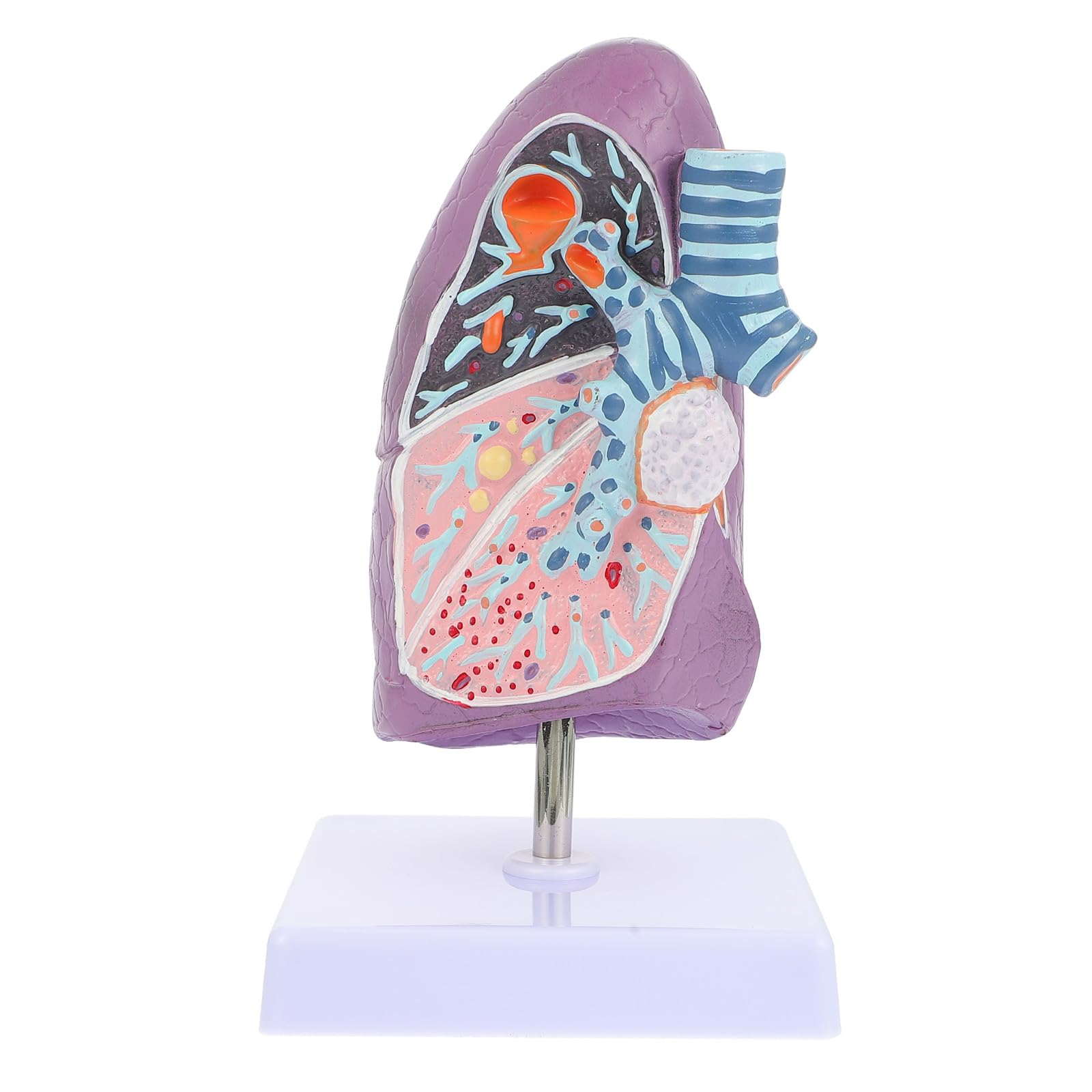GALPADA Modèle D'anatomie Pulmonaire pour Enseignement Physiologie L'anatomie Destiné Réaliste en Plastique aux Étudiants en Sciences Médicales