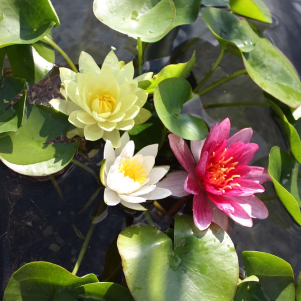 Water Lily ‘Pygmaea’ 1 x Trio Pond Kit – Dwarf Hardy Water Lilies for Small Ponds & Patio Water Gardens – Red White & Yellow Flowering Aquatic Plants by Thompson & Morgan
