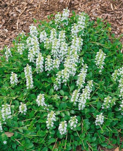 Ajuga reptans 'Sanne' 9x9 cm Topf – Winterhart, Mehrjährig, Pflegeleicht – Kriechender Günsel – Bodendecker für Garten & Beet