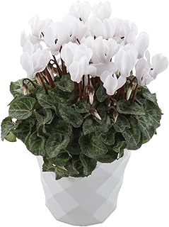 [さらさ] 4号鉢サイズ 巨匠のシクラメン 鉢植え fw-2-4 観賞用 フラワー (B.白系4号鉢サイズ)