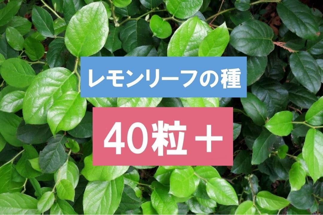 レモンリーフの種&times;40個（サラールベリー、種子、コノハムシやナナフシの餌） 海外