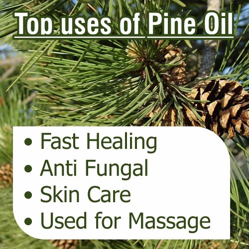 Image of B-URBAN Pine Oil 100% Natural Pure Undiluted Uncut Essential Oil 30ml