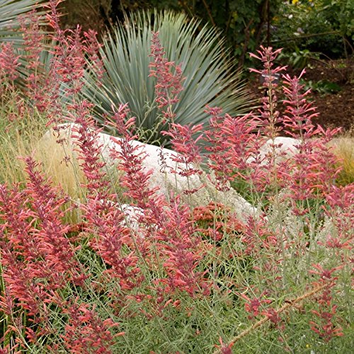 30 Seeds of Perennial Agastache rupestris - Sunset Hyssop. Native Queen of The Flowering hyssops!