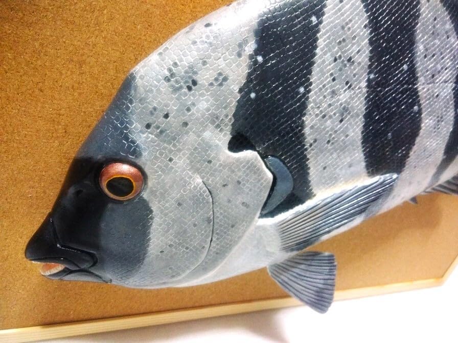 立体魚拓 イシダイ 石鯛