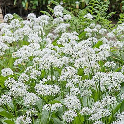 Qauzuy Garden 100 Premium Wild Wood  Garlic (Allium Ursinum) Bear's Garlic Seeds For Planting | Organic Non-Gmo Heirloom Herb Seeds | Edible Culinary Herb Easy To Harvest #TOP6