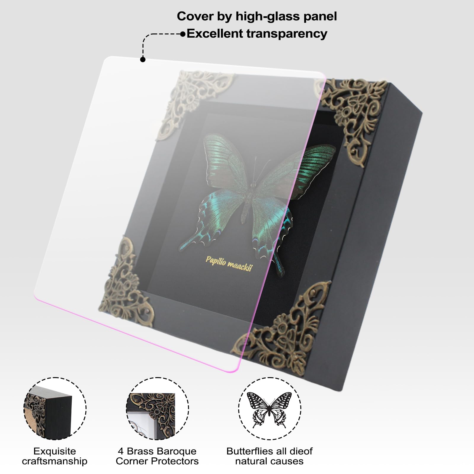 Butterfly Framed Decoration Handmade Taxidermy Butterfly Shadow Box Collection Framed Butterfly for Oddities and Curiosities Gifts for Victorian Dark Academia Goth Wall Decor