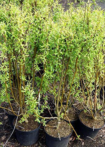 Weide Korkenzieherweide Salix matsudana Tortuosa Containerware 60-100 cm