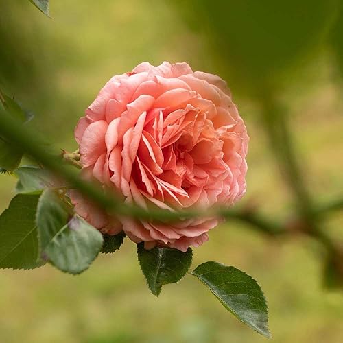 Miniatura 7 de Heirloom Roses Arbusto de rosas trepadoras - Alcanza los cielos Rosas rosadas para plantar, rosales de un galón