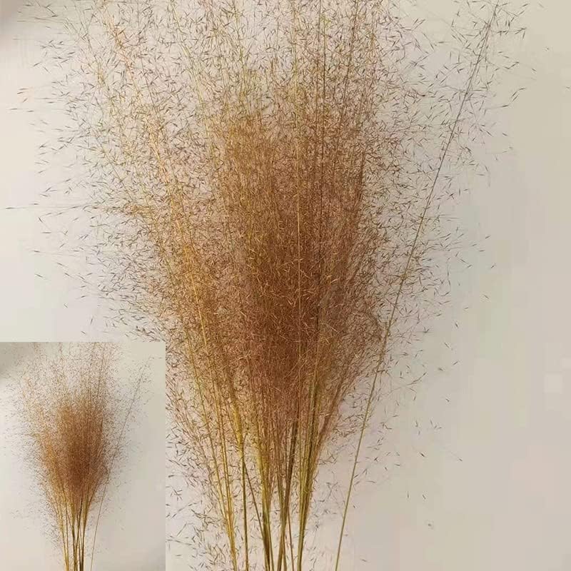 LNGO 140PCs 2 Bundle 40inch Faux Natural Preserved Muhlenbergia Capillaris Mosquito Dried Muhly Grass (Yellow)