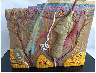 50X Enlarged Skin Model - Human Skin Structure Model Anatomical Model - Medical Anatomical Skin Model - for Study Display Teaching Medical Model