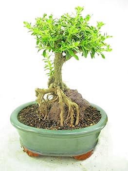 Amazon.co.jp: 小品盆栽 斑入り白鳥花 石付 全高：25～30