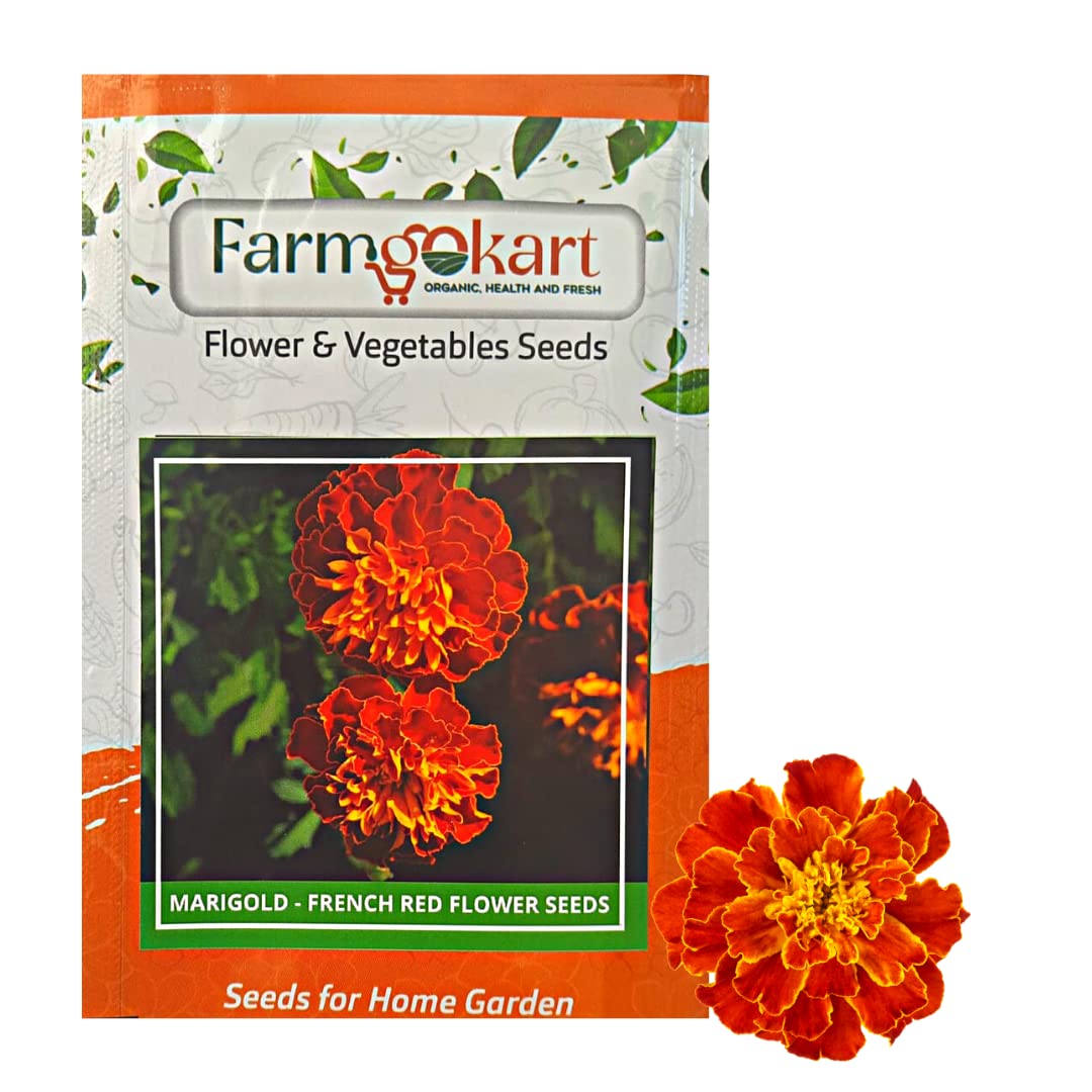 PACK OF 1000 SEEDS OF MARIGOLD FRENCH- RED BROCADE FLOWER