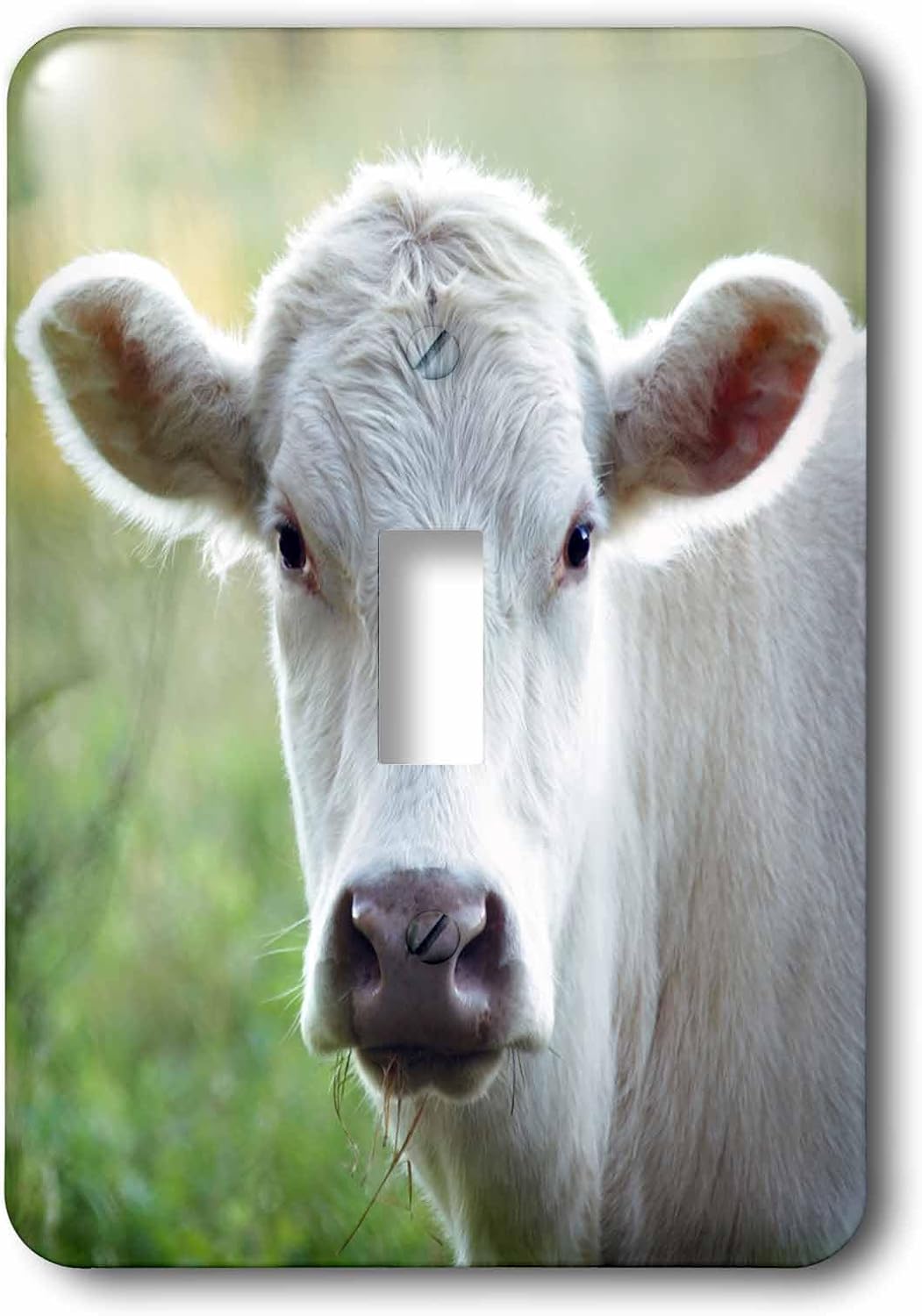 3dRose Photograph of a backlit white Charolais cow staring at the camera. single toggle switch