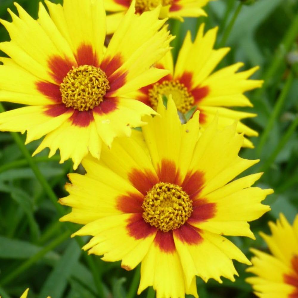 Coreopsis - Sunshine Yellow Daisy-Like Flowers - Hardy Perennial for Containers and Borders – 1x 9cm Potted Plant by Thompson & Morgan