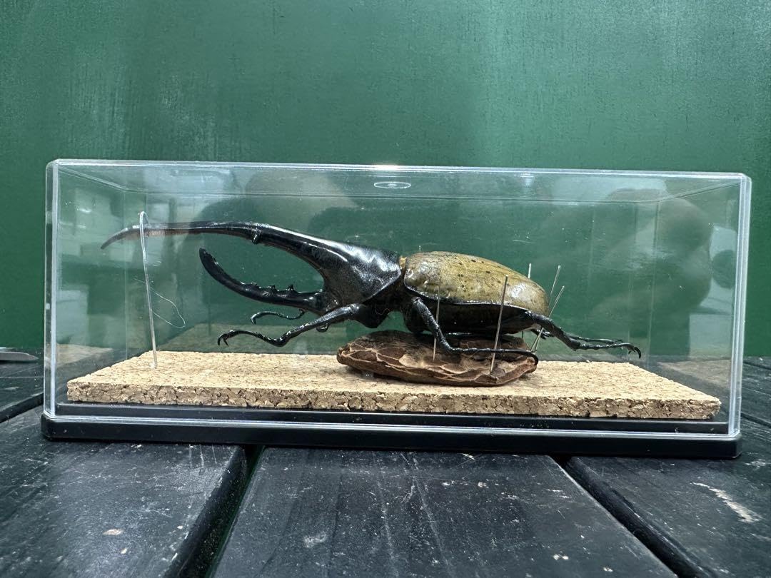 Amazon.co.jp: ヘラクレスオオカブト 152mm 標本 : おもちゃ