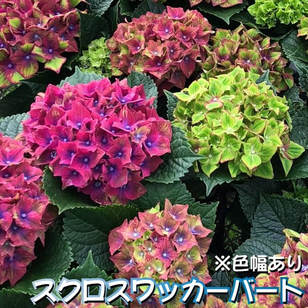 Amazon.co.jp: 花木苗 アジサイ スクロスワッカーバート外 1株