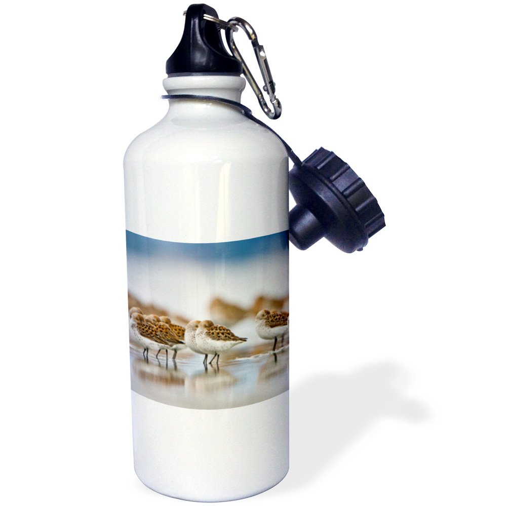 3dRose Gartenflagge 30,5x45,7 Cm | Bottle Beach Vogelmotiv, Polyester Einseitig Bedruckt