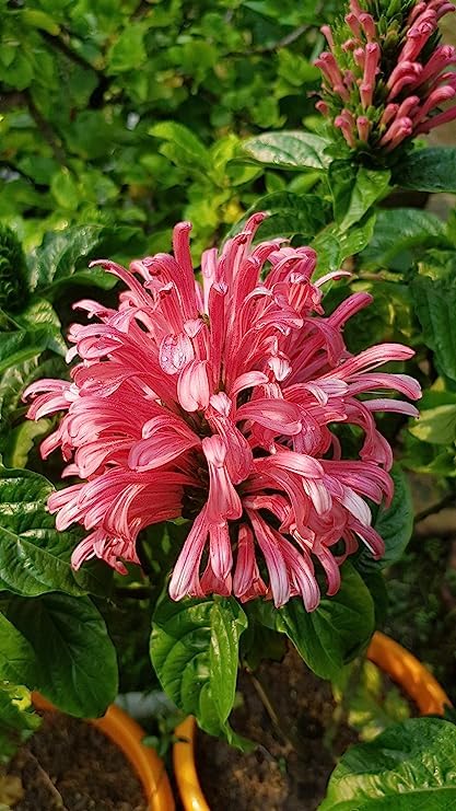GreenCaart Justicia Carnea-Brazilian Plume/Flamingo Flower/Pink Parijat Pack Of 1-image-27