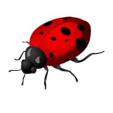Apps Maya