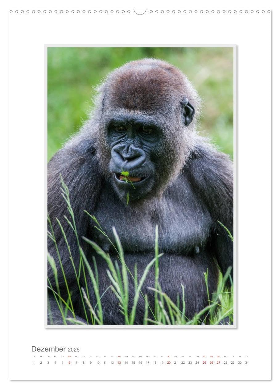 Emotionale Momente: Aus dem Leben der Familie Gorilla. (hochwertiger Premium Wandkalender 2026 DIN A2 hoch), Kunstdruck in Hochglanz: Zauberhafte ... von Ingo Gerlach GDT. (CALVENDO Tiere)
