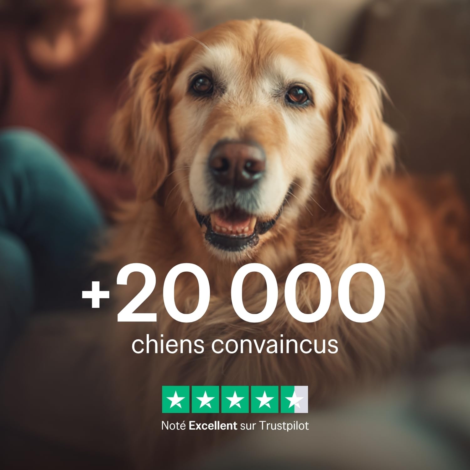 PERNIXOL®420 - Soutien articulaire Chien +20kg - Huile de Moule Verte & Oméga-3 - Mobilité et Confort - Cure 3 Mois (Lot de 3)
