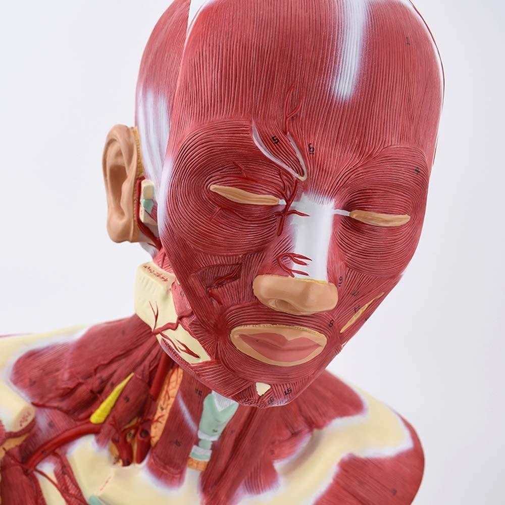 Model Nauczania, Zespół Głowy Ludzkiej, Model Anatomiczny, Mięśnie Szyi, Model Mięśni Tułowia Ludzkiego Do Szkoły, Materiały Dydaktyczne