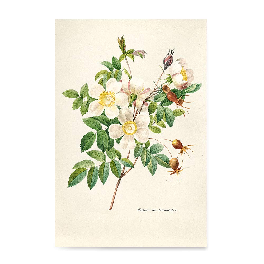 L3705-266-2 フランスヴィンテージ ルドゥーテ フラワー 絵