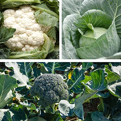 Early Brassica Collection Ready to Plant Broccoli, Cabbage and Cauliflower (F1) Hardy Annual Grow Your Own Outdoor Garden Vegetables, Supplied as 18x Plug Plants (3X Variety) by Thompson & Morgan