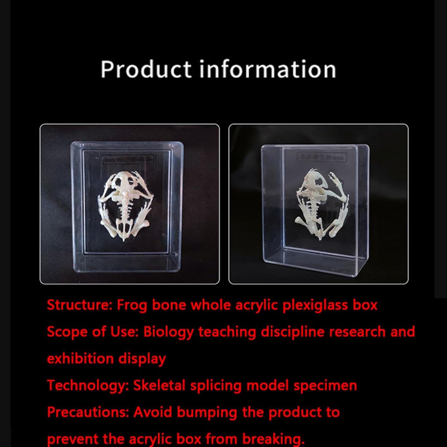 Frog Skeleton Natural Bone Model - Transparent Resin Animal Skeleton Embedding Specimen - Real Frog Skeleton Science Education Animal Anatomy Specimens,A,45mm,B-45mm