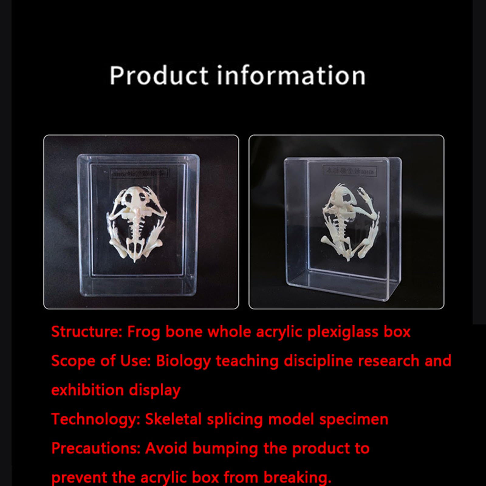 Froschskelett Natürliches Knochenmodell - Transparentes Harz Tierskelett Einbettungsprobe - Echtes Froschskelett Wissenschaft Bildung Tieranatomie Exemplare,B,45mm