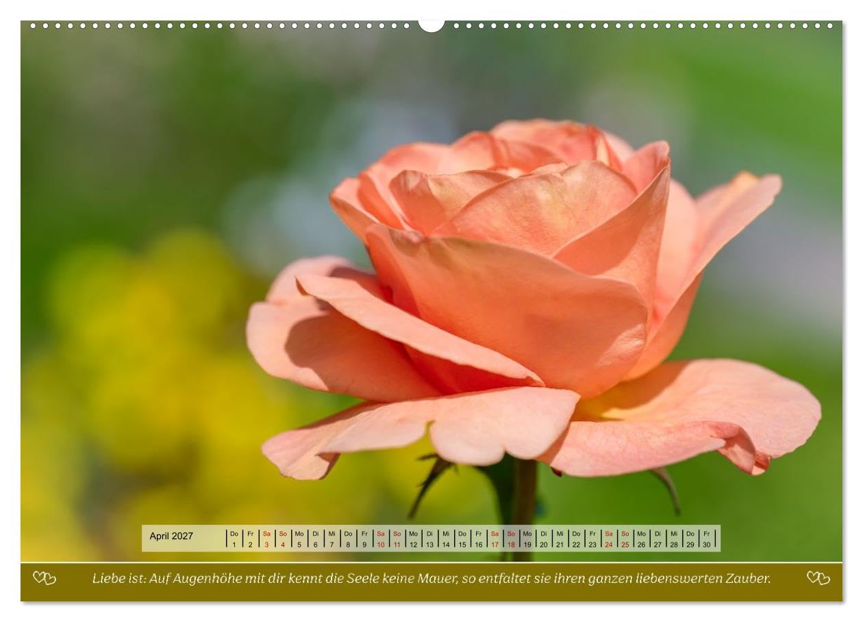 Rosen, Liebe ist (hochwertiger Premium Wandkalender 2027 DIN A2 quer), Kunstdruck in Hochglanz: Rosen und Poesie, ein Füllhorn an Liebe über das Jahr. (CALVENDO Natur)