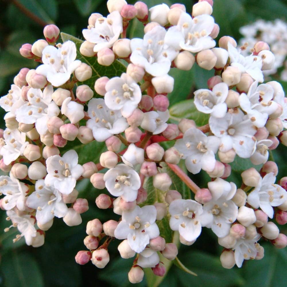 25 Semillas de Durillo (Viburnum tinus)