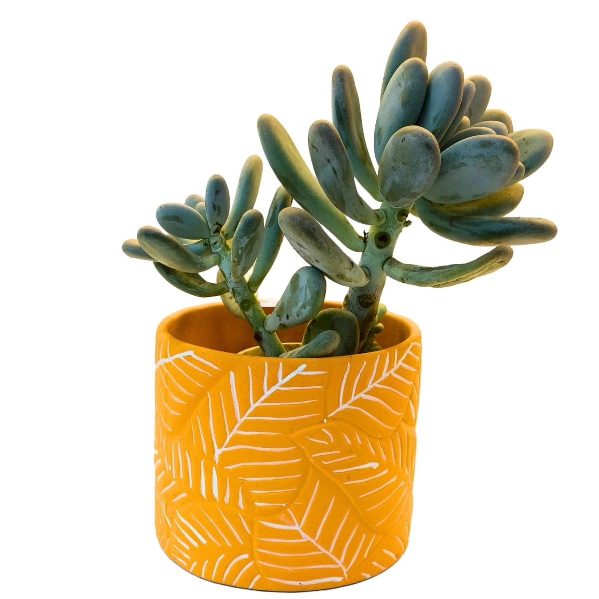 JASN HUT Ceramic Pots for Plants |Garden Planter| Decorative Flower Planters for Home & Balcony Garden (Yellow) (B0CWF9DK9T) Amazon Price History, Amazon Price Tracker