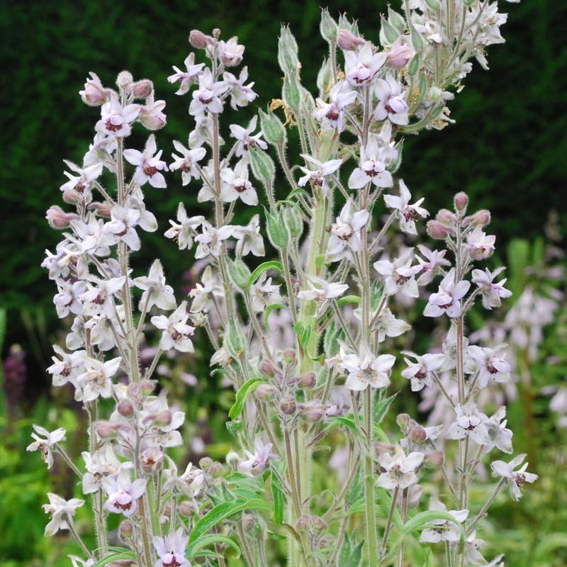 Plant World Seeds - Delphinium Requienii Seeds (Perennial Flower Seeds)