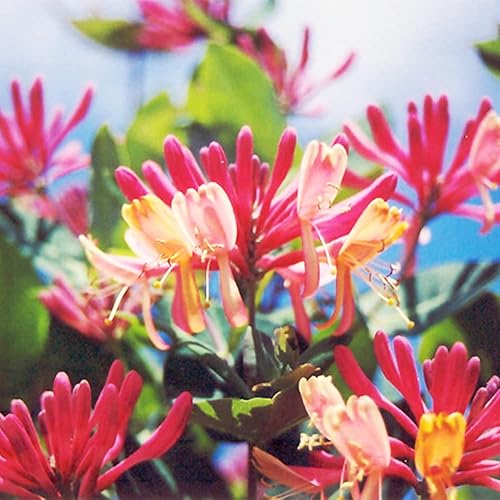 Miniatura 6 de QAUZUY GARDEN 200 semillas de madreselva Lonicera Común Europea Madreselva Woodbine Goldflame Semillas de vid - Hermosas paredes cubiertas de