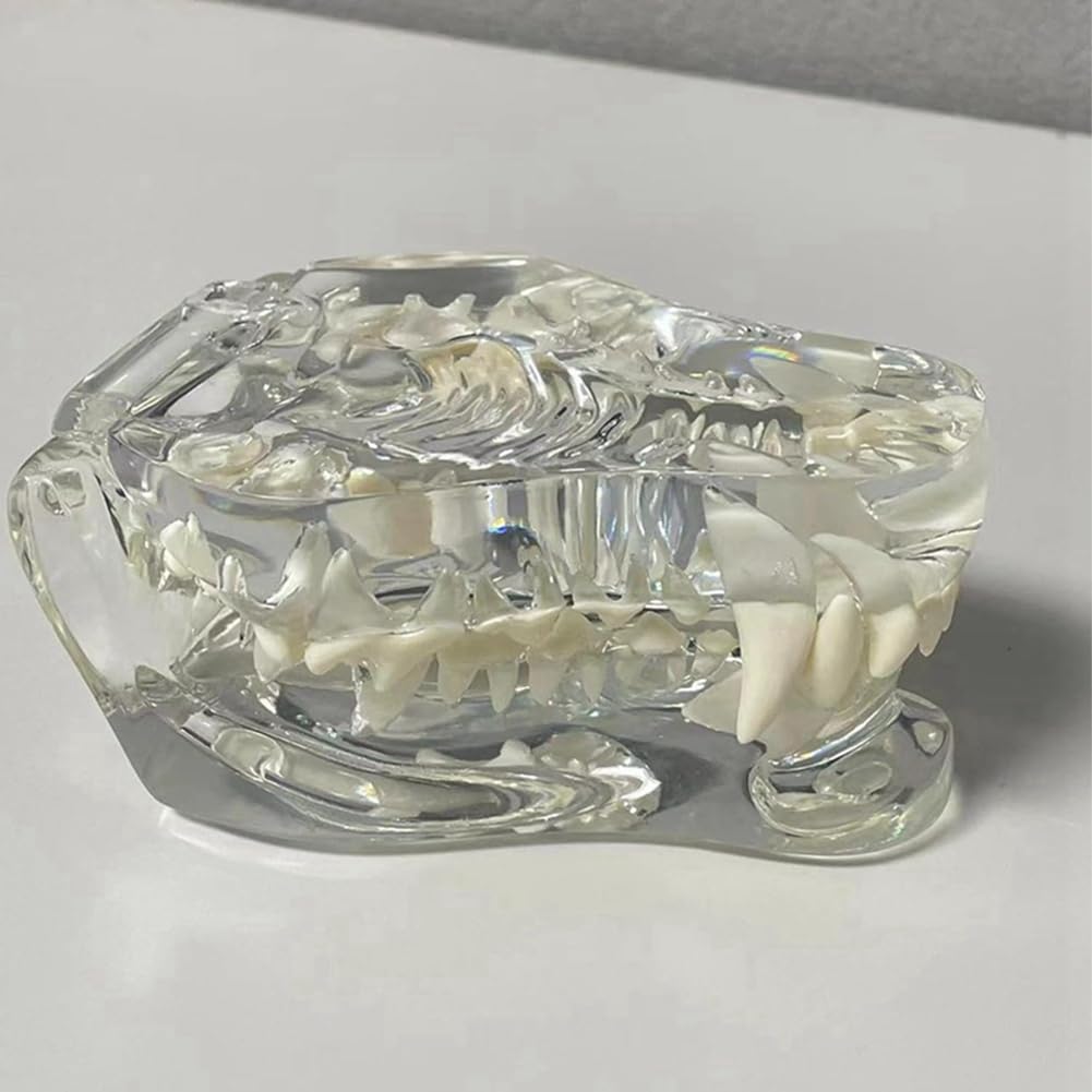 Anatomisches Modell mit transparenten Zähnen für Hunde, Zahntiere, Mundkiefer für tierärztliche Erziehungswerkzeuge (Hund), transparent