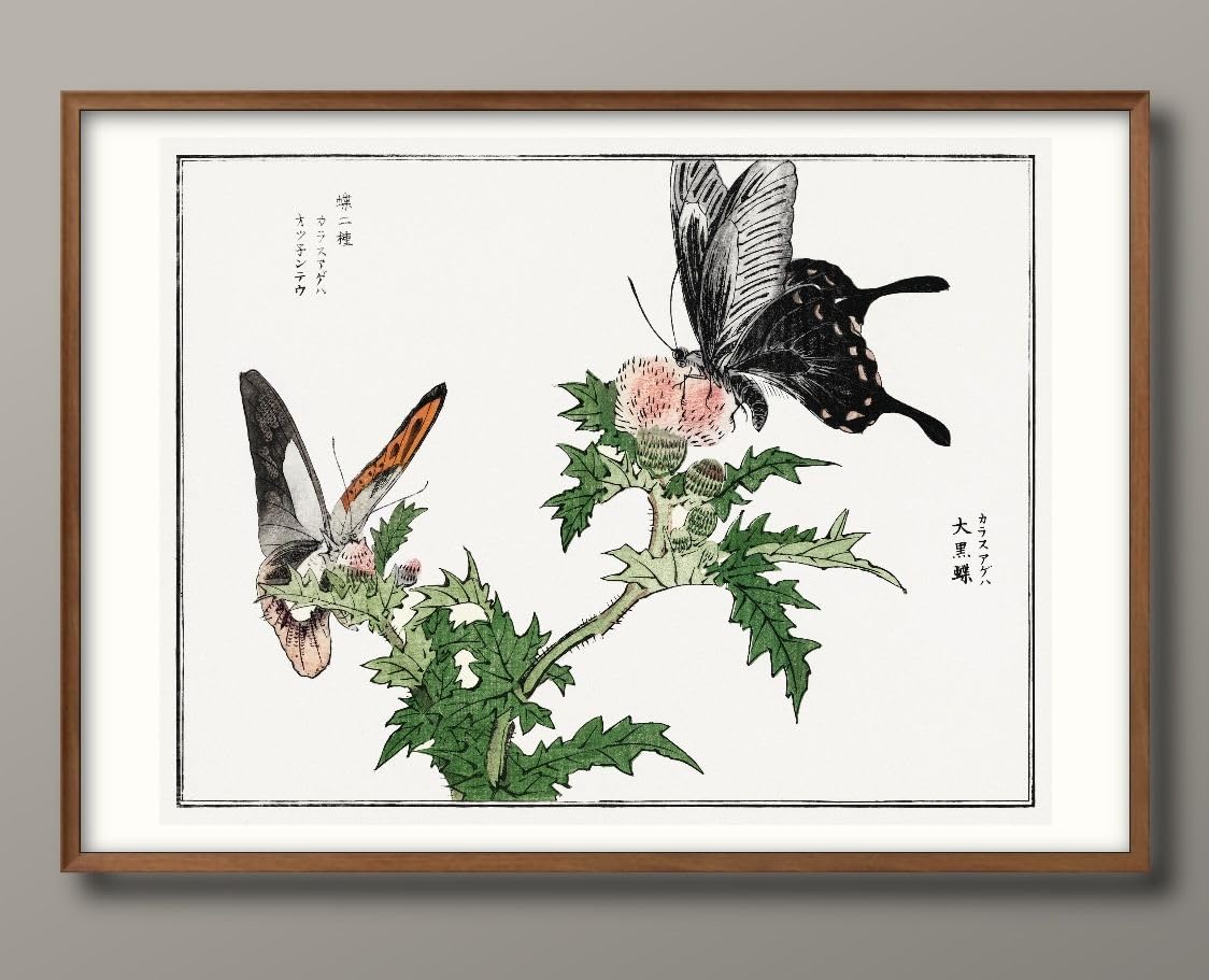 Amazon.co.jp: 森本東子 アゲハ蝶 黒アゲハ A3 サイズ おしゃれ