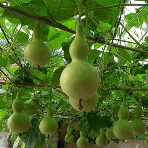 Zucca Zucca Semi Bottiglia (Lagenaria Siceraria - Foto 2