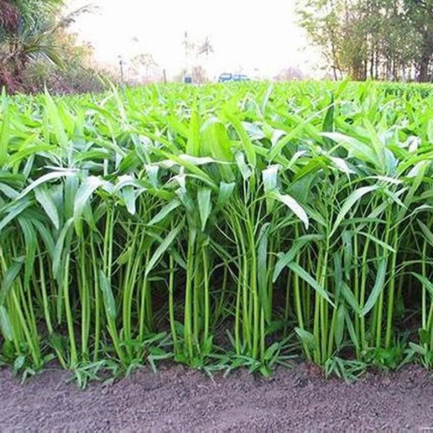 Water spinach seeds for home garden || Home garden water spinach || 400 Seeds (B0CRQ63P2Y) Amazon Price History, Amazon Price Tracker
