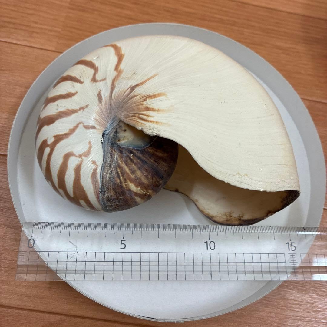 貝殻（オウムガイ？の殻）　【お値引き可】 Amazon.co.jp: オウムガイ 貝殻 約15cm : 食品・飲料・お酒