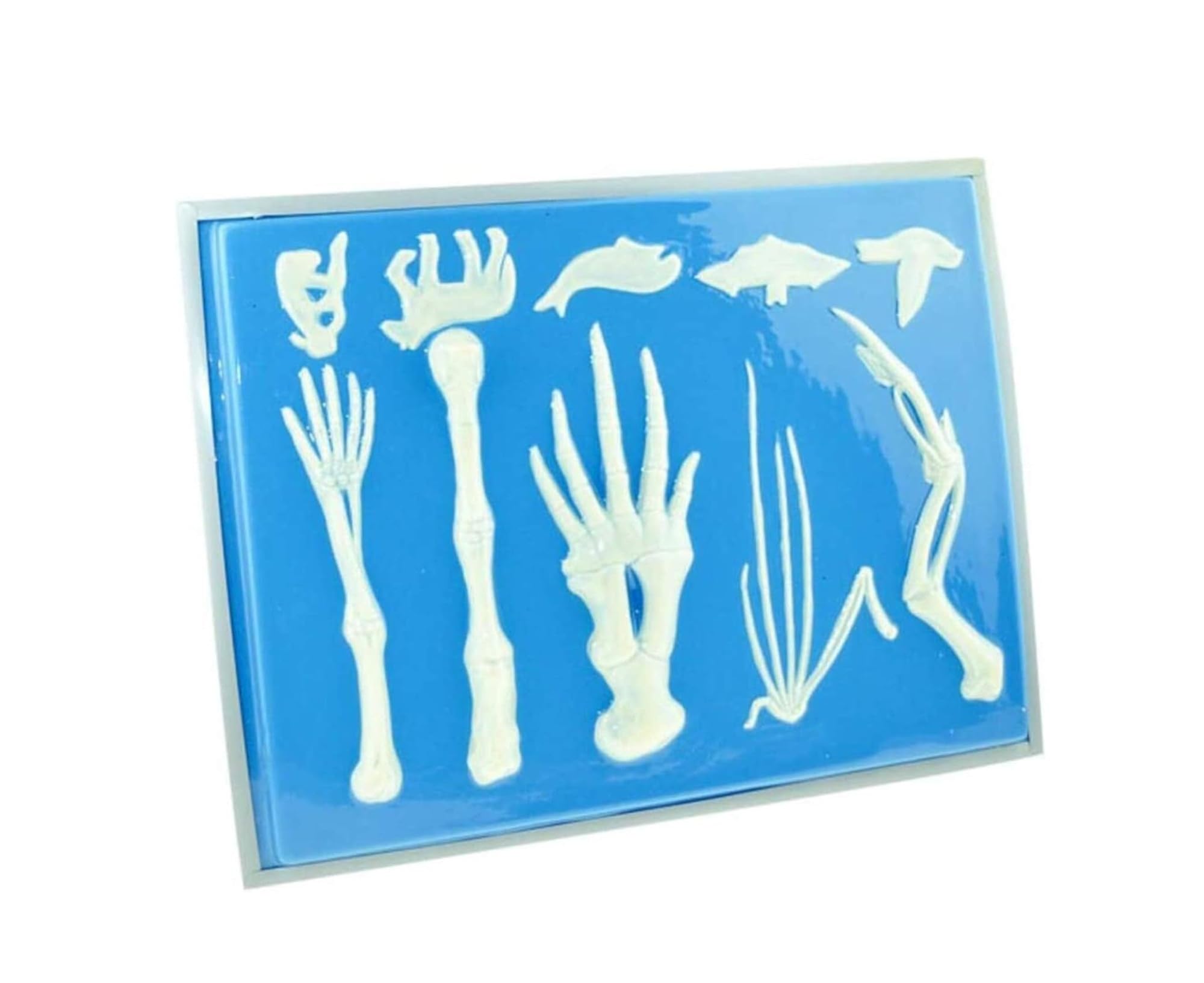 Modello di arto anteriore vertebrato 1pcs