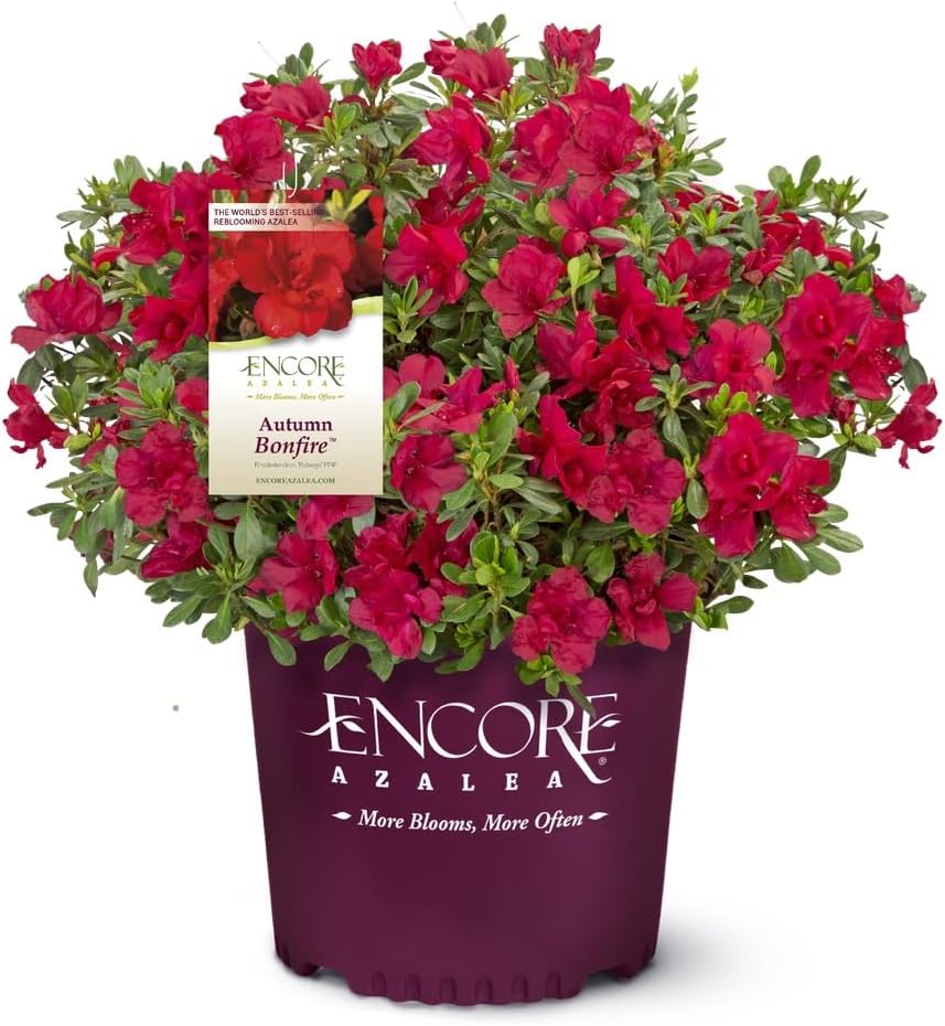 Autumn Bonfire (1 Gallon) Red Flowering Shrub - Full Sun Live Outdoor Plant - Azalea Shrub - Rhododendron