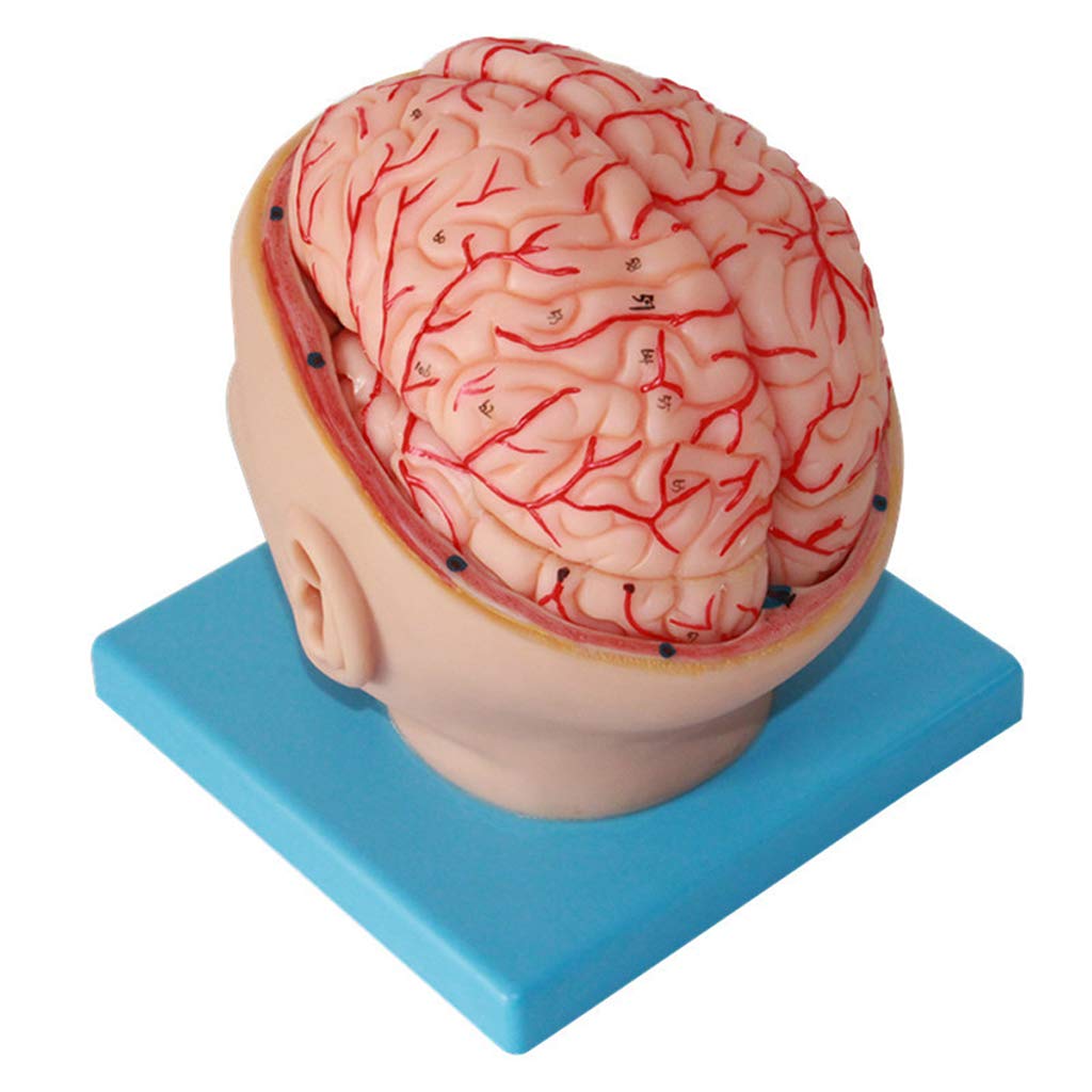 Anatomisches Gehirnmodell – Abnehmbares menschliches Gehirn-Anatomie-Modell für medizinische Lehrhilfe, digitales Design, Laborausrüstung, pädagogisches Werkzeug für Training