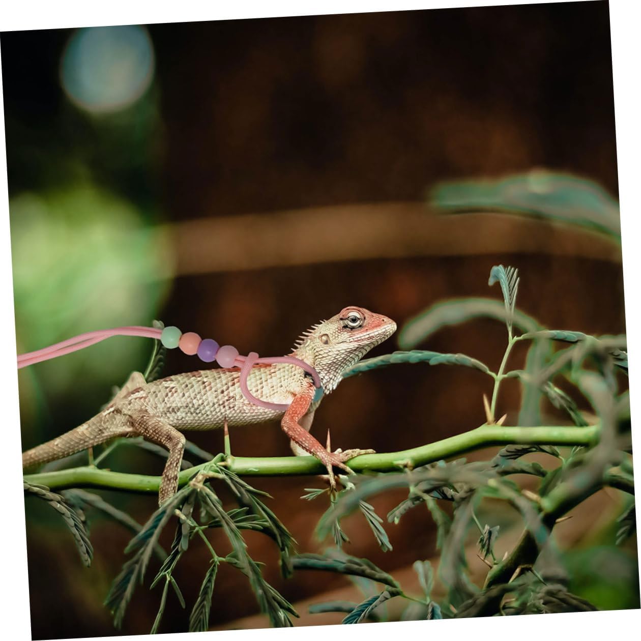 DOITOOL 3pcs Luminous Reptile Lizard Harness Leash Set Adjustable Small Pet Outdoor Walking Traction Rope for Bearded Dragon and Crawling Animals